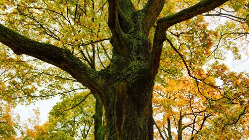 Low angle view of tree trunk in forest