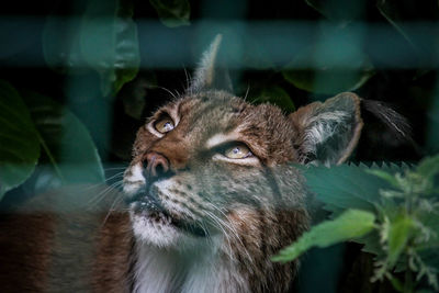 Close-up of a cat looking away