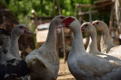 Close-up of birds on field