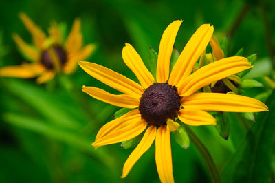 Close-up of yellow flower