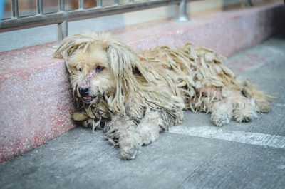 Portrait of dog relaxing outdoors