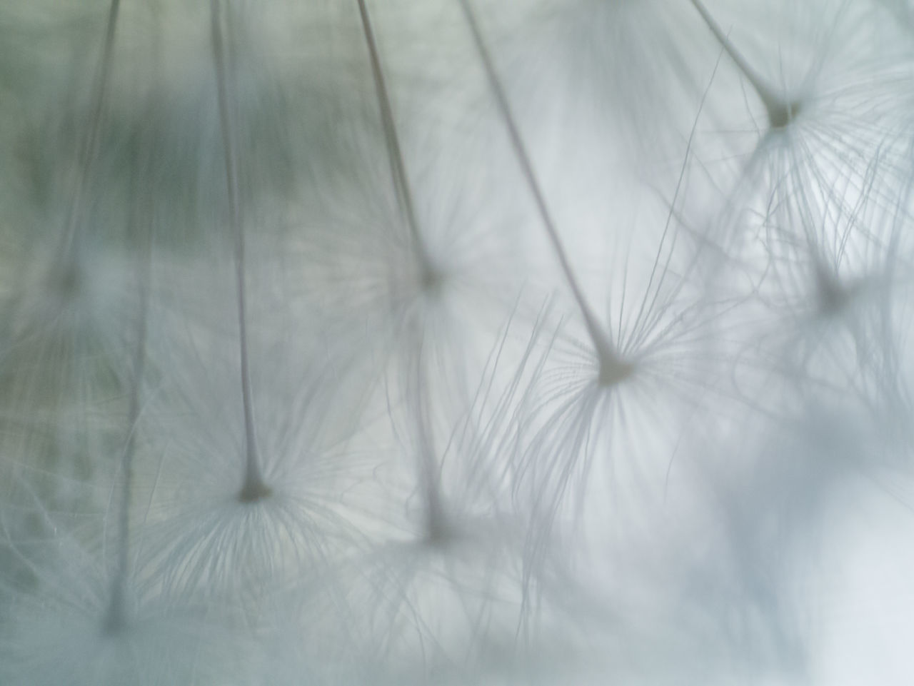 FULL FRAME SHOT OF WHITE DANDELION