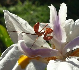 Close-up of white flowers