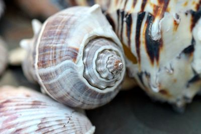 Close-up of snail