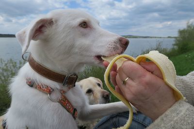 Close-up of a hand feeding dog