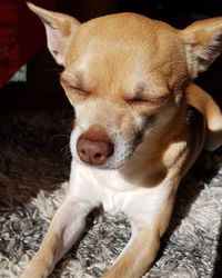 Close-up of dog resting in sunlight