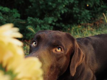 Close-up portrait of a dog looking at flowers