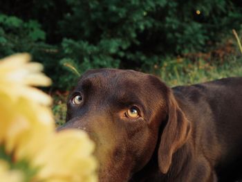 Close-up portrait of a dog looking away