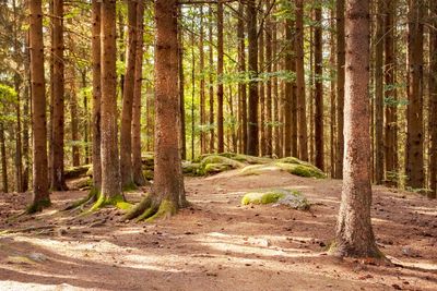 Trees in forest