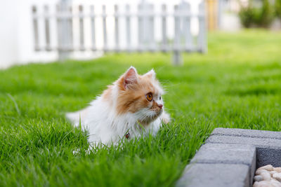 View of a cat on grass