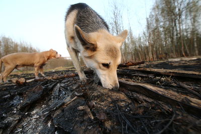 Dog standing in a forest