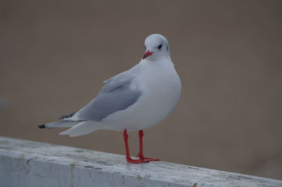 Close-up of seagull perching on railing against wall