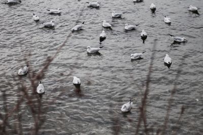 High angle view of swans swimming in lake