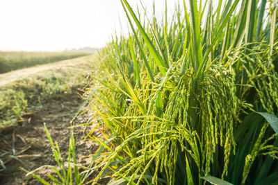 Close-up of crops growing on field