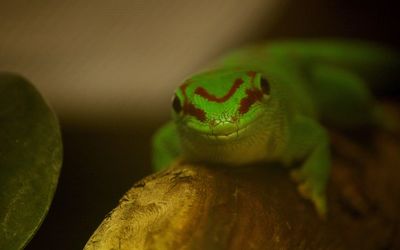 Close-up of lizard