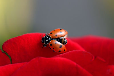 Close-up of ladybug on red flower
