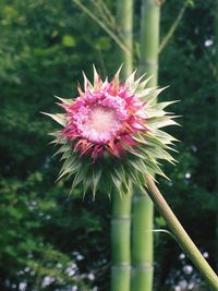 Close-up of pink thistle flower