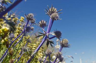 Low angle view of flowers blooming against blue sky