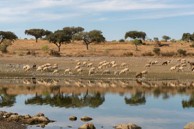 Sheeps on an alentejo dry landscape with dam lake reservoir and reflection in terena, portugal