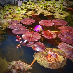 Lotus water lily in pond