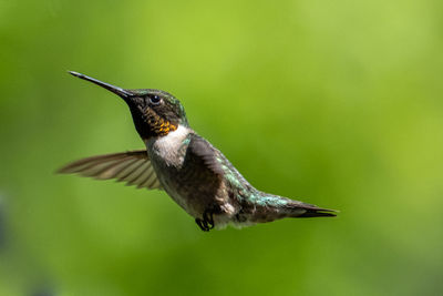 Close-up of hummingbird flying