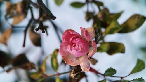 Close-up of pink flowering plant