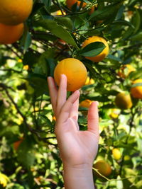 Close-up of hand holding fruit on tree