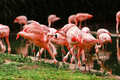 Birds on field