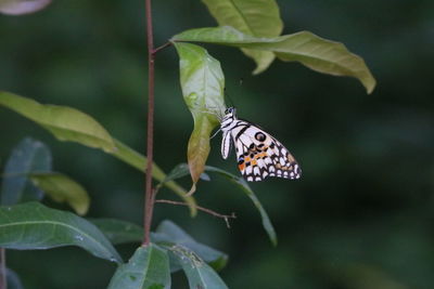 Butterfly on leaf