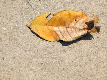 Close-up of autumn leaf