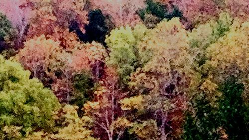 Full frame shot of multi colored leaves