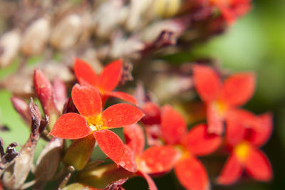 Close-up of red flowers