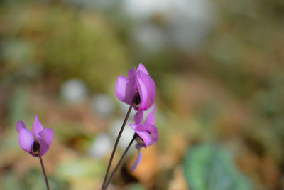 Close-up of pink flowers blooming outdoors