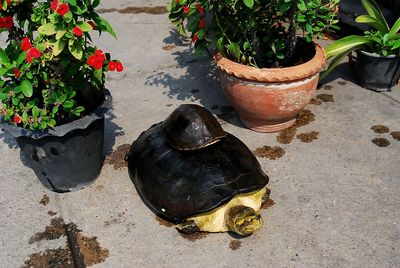 High angle view of shoes on plants by water