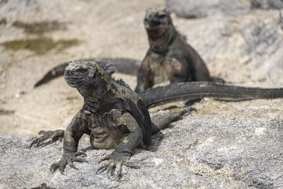 View of two lizard marine iguana on land