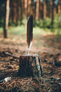 Close-up of feather on tree stump in forest