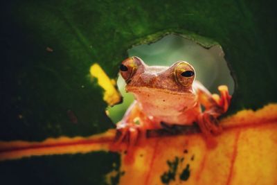 Close-up of frog seen through leaf