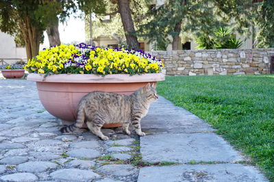 Cat standing in flower pot