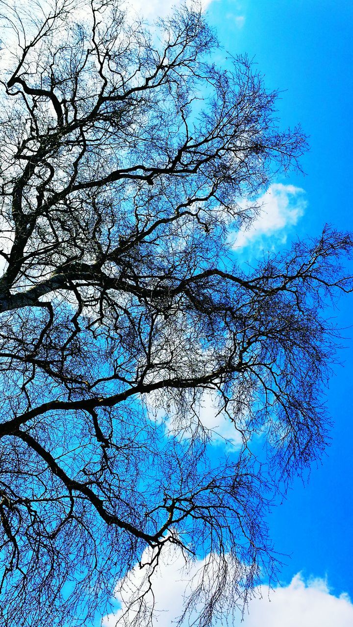 low angle view, tree, branch, blue, sky, nature, beauty in nature, growth, tranquility, clear sky, bare tree, sunlight, scenics, day, outdoors, no people, silhouette, high section, sun, tranquil scene