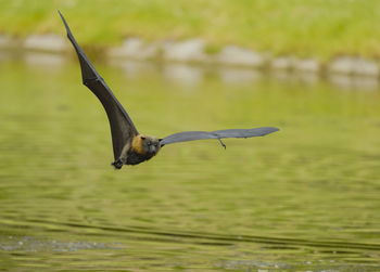 Bird flying over lake