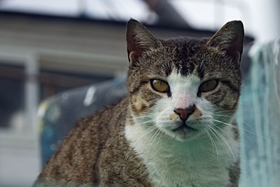 Close-up portrait of cat in the port of jaffa 