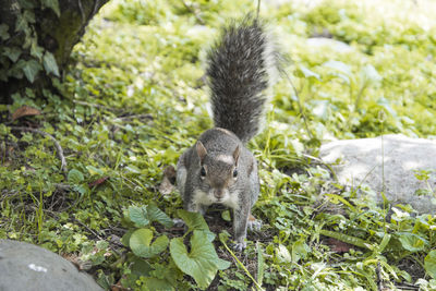 Squirrel on plant