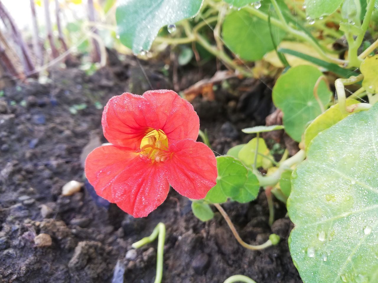 CLOSE-UP OF RED FLOWERING PLANT