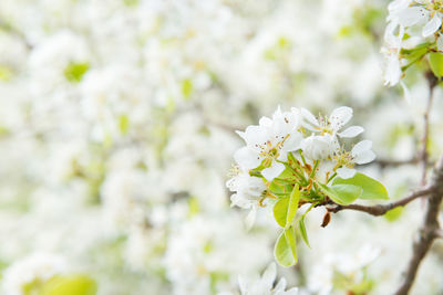 Close-up of white cherry blossom tree