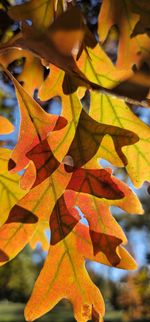 Close-up of dry leaves
