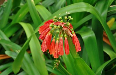 Close-up of red flowering plant