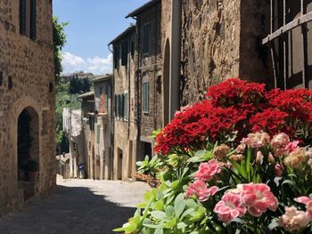 View of flowering plants by buildings