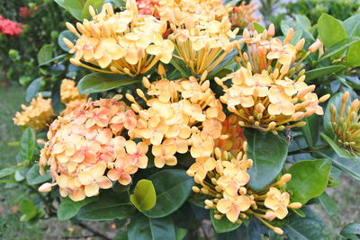 Close-up of flowering plants in park