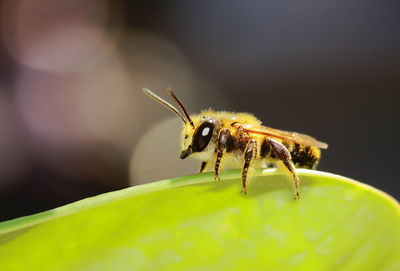 Close-up of insect on leaf