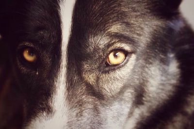 Close-up portrait of a dog